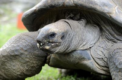 Foto de archivo de una tortuga gigante.EFE/LEX VAN LIESHOUT