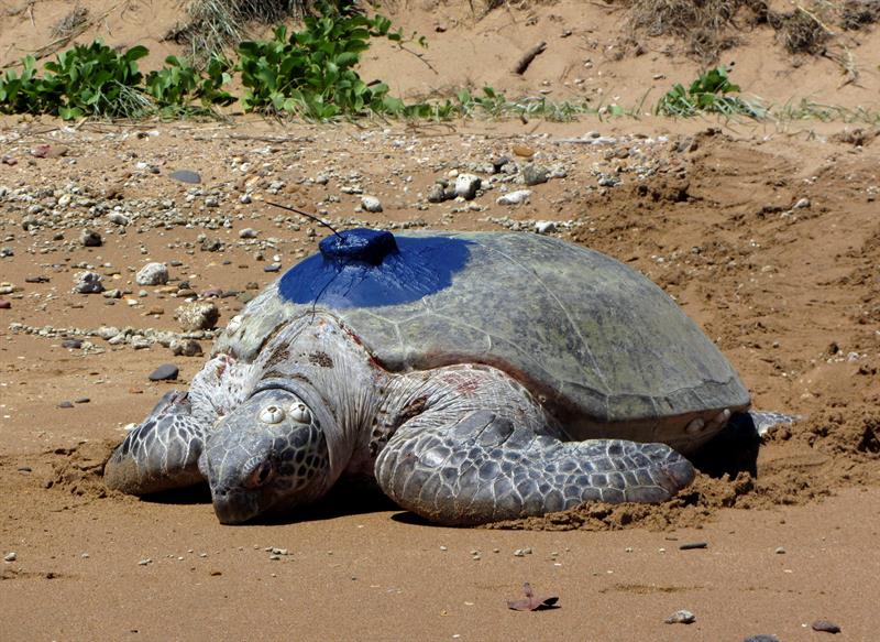 Fotografía de archivo Universidad James Cook de una tortuga con dispositivo de rastreo en Queensland, Australia. EFE/Takashiro Shimada