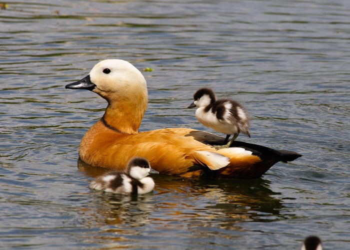 Los espacios húmedos de Canarias son visitados por aves como el tarro canelo, en la foto. EFE/Vishnevskiy-Vasily-shutterstock- SEO-Birdlife 