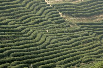 campos de producción de té