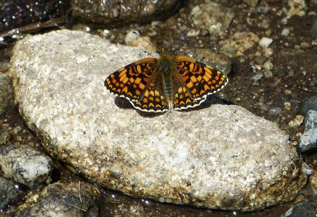 Archivo EFEverde. Foto: Arturo Larena