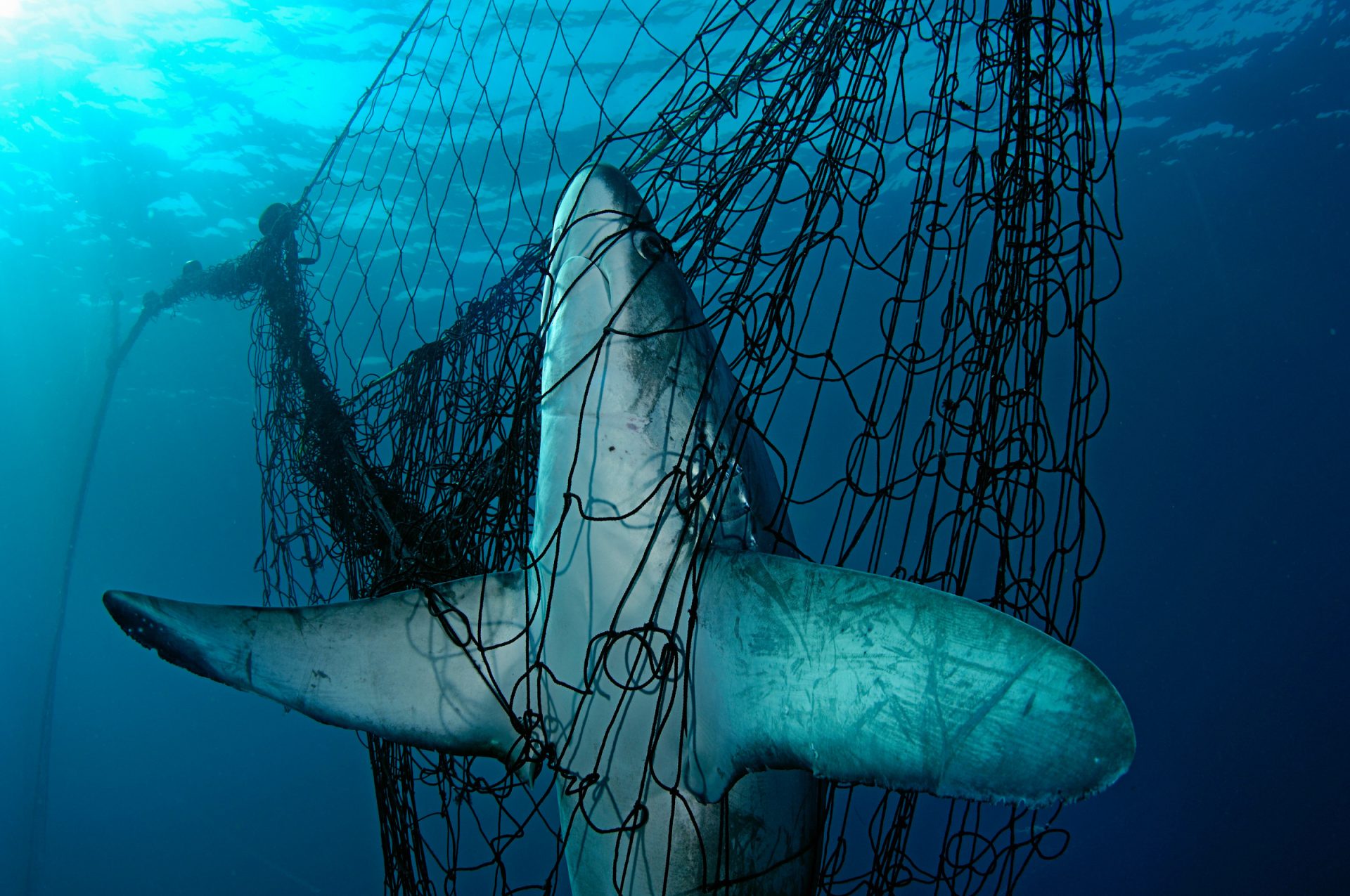 Thresher shark bycatch, Mexico