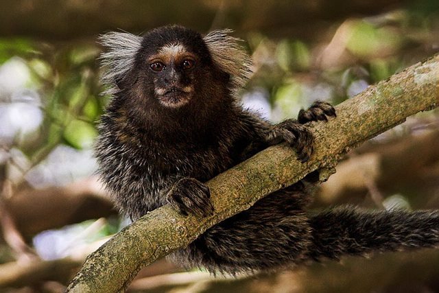 Imagen de un primate tití. Foto: Carmem A. Busko / Licencia Creative Commons.