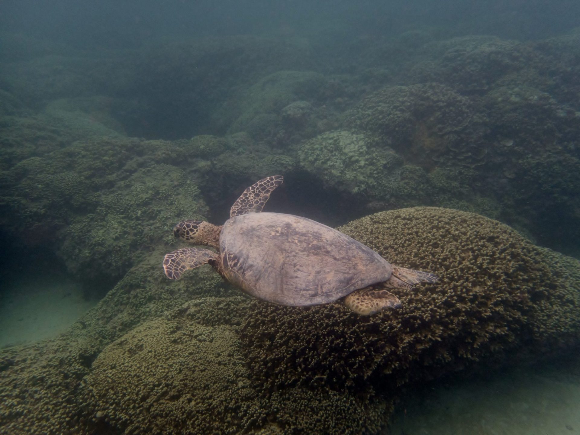 Una tortuga marina nadando en el arrecife de coral de la bahía de Kanehone (Hawai). EFE/Heather Kuhlken