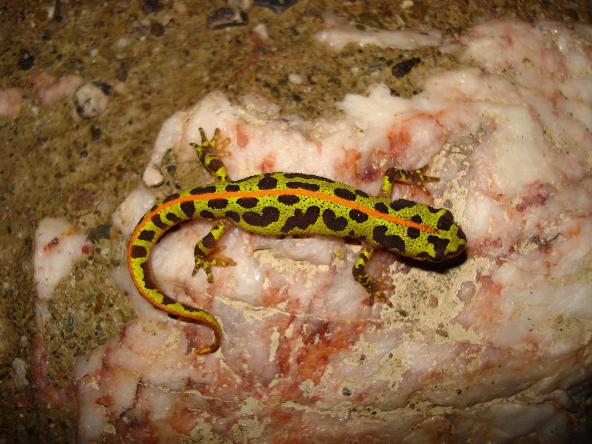 Imagen de Tritón pigmeo (Triturus pygmaeus). Fotografía cedida a EFE por Rodrigo López Sandín (Asociación Medioambiental O-Live).