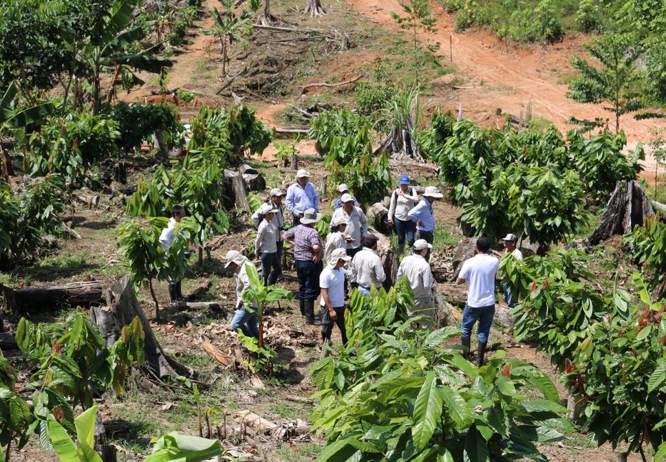 Responsable de United Cacao en una plantación de Perú en una captura de la web de la empresa.