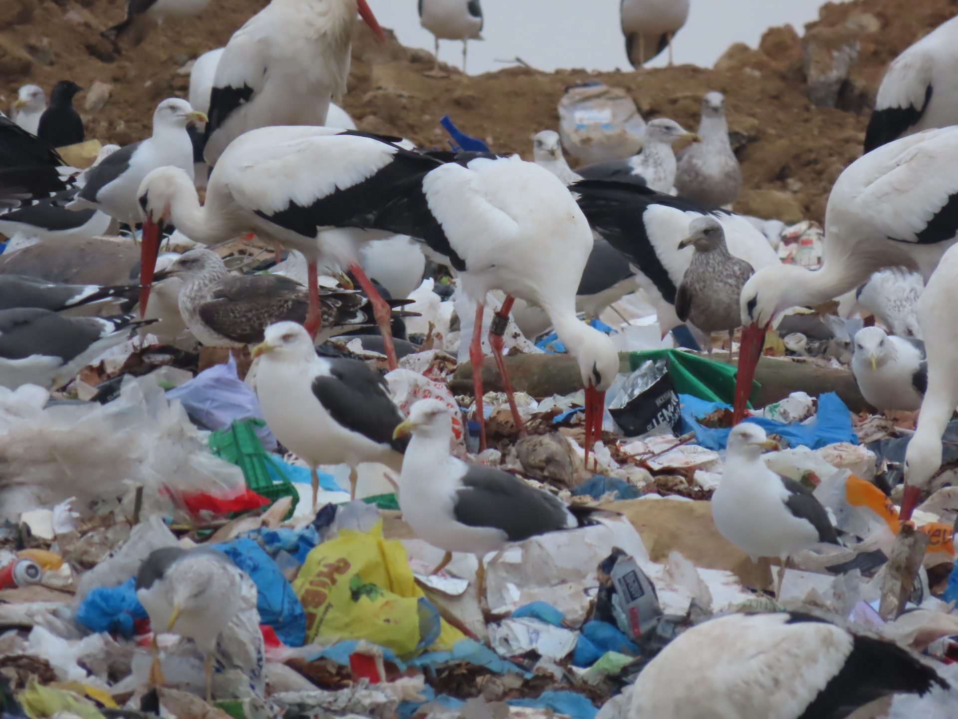 Cigüeñas en vertedero. Foto: Miriam Herrero