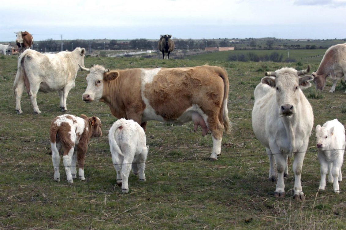 degradación medioambiente