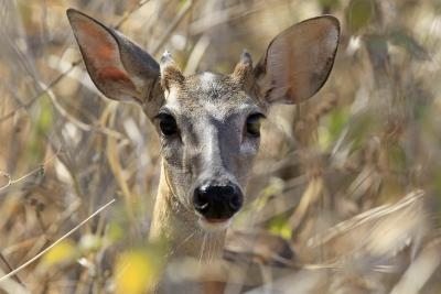 venado entre pasto seco