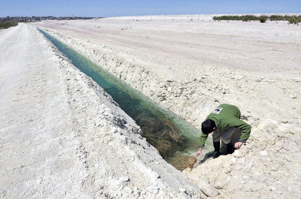 Un miembro de WWF evalúa el estado de la marisma de Huelva en abril de 2014.