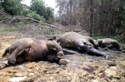 Foto de archivo de elefantes envenenados en Asia.EFE/Samsuardi
