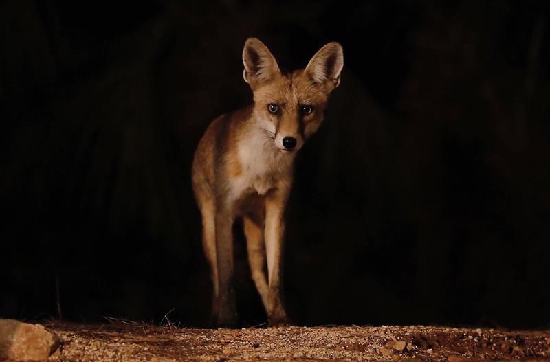 Una zorra salvaje, a la que han llamado 'Micaela', que vive en una sierra cercana a Tormos (Alicante), acude cada noche al chiringuito de la piscina municipal de este pequeño pueblo del interior de la provincia, donde le sirven su cena diaria a base de alitas, hamburguesas o pienso. EFE/Juan Carlos Cárdenas