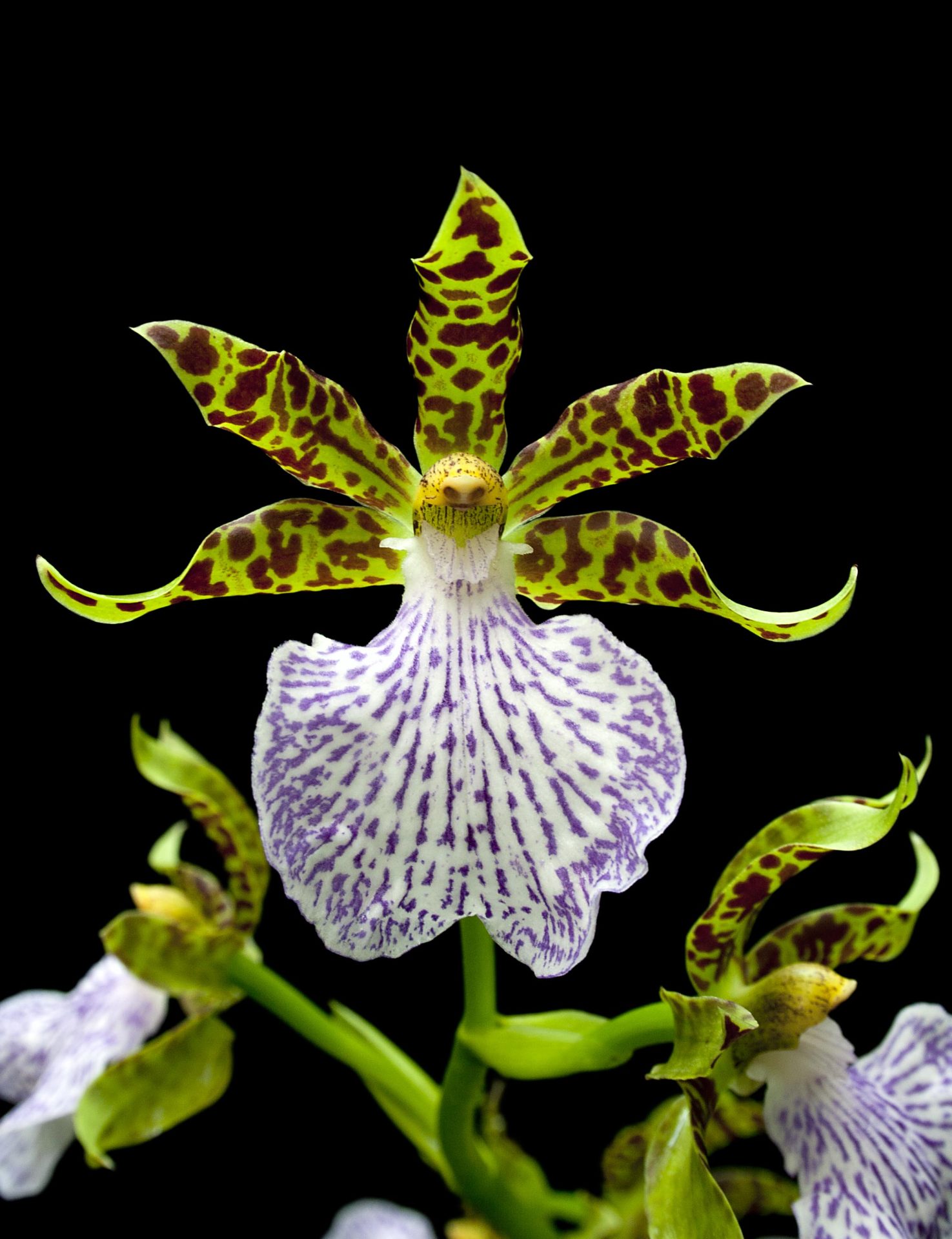 Imagen de la orquídea Zygopetalum mackaii. EFE/Imagen cedida RJB-CSIC