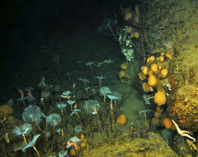 Biodiversidad del lecho marino polar.