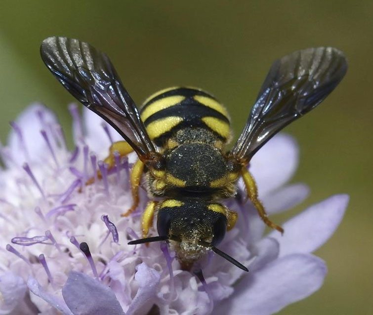 Imagen de una abeja stelis annulata, facilitada por la UICN.