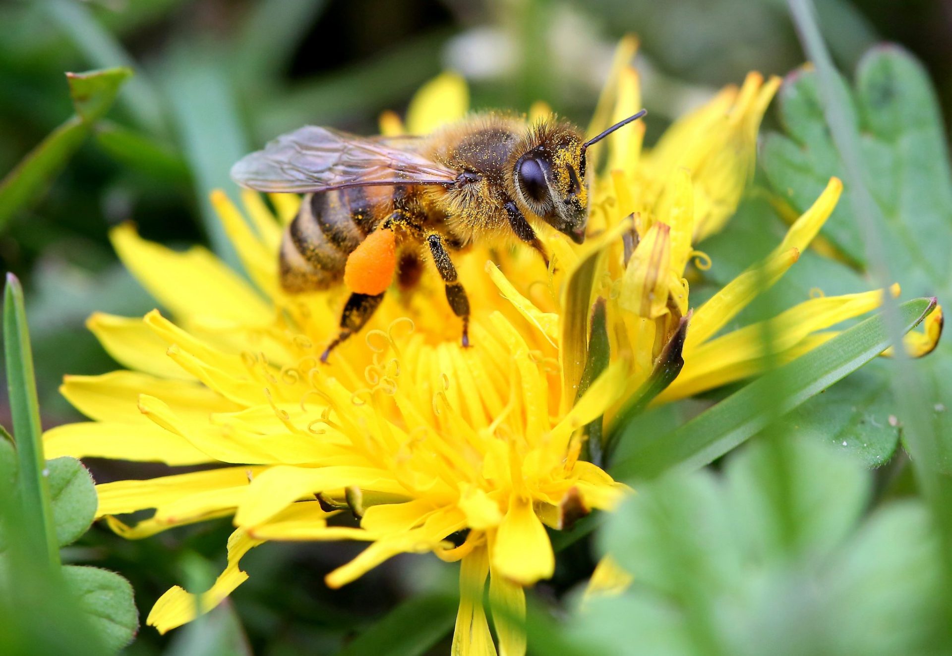 Una abeja recoge el néctar de una flor en el jardín en Jankow Przygodzki, Polonia central-occidental, 14 de mayo de 2017. (Polonia)