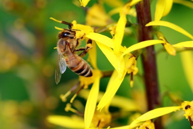 Una abeja recolecta polen de un crocus en Timmendorf (Alemania).