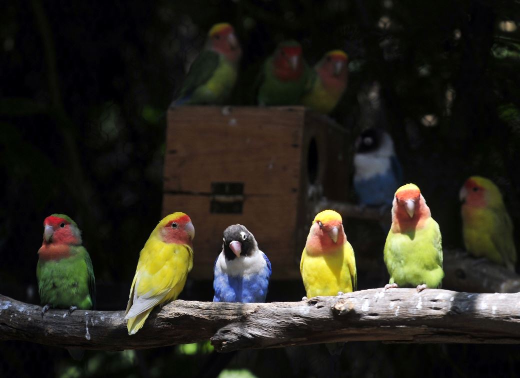 Detenidos en México dos españoles por contrabando de 73 aves.