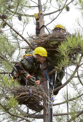 Agentes forestales especializados en trabajos de altura. 