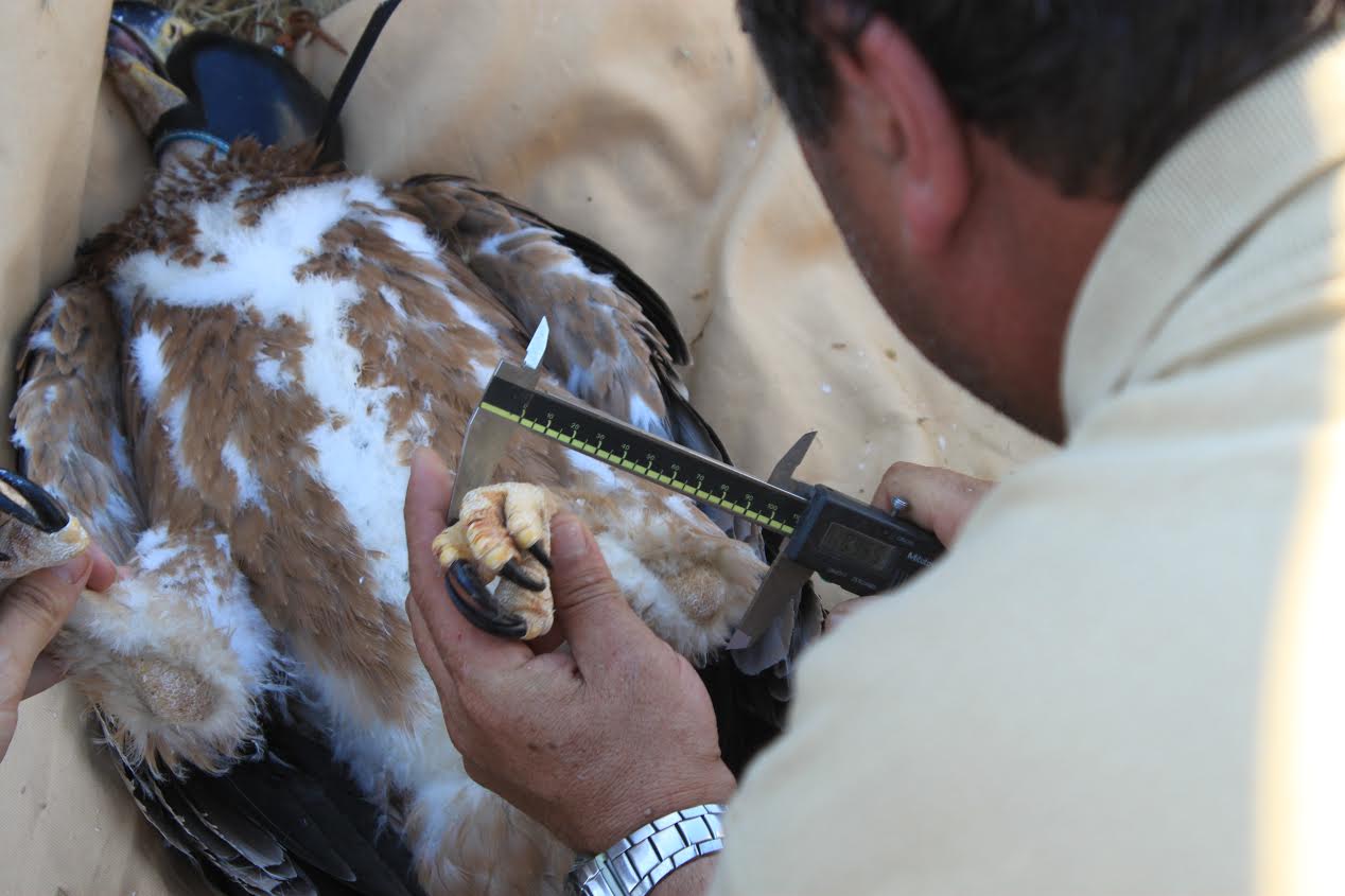 Huelva, 6-4-2016.- Medición del antebrazo y tarso de un águila imperial ibérica en Doñaña. EFE/Fundación MIgres