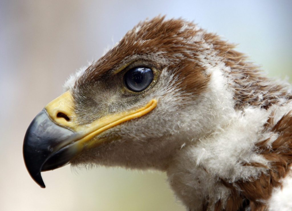 Tres detenidos y 2 investigados por envenenar aves protegidas.