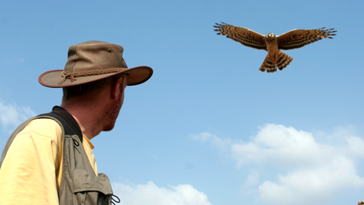aguilucho cenizo