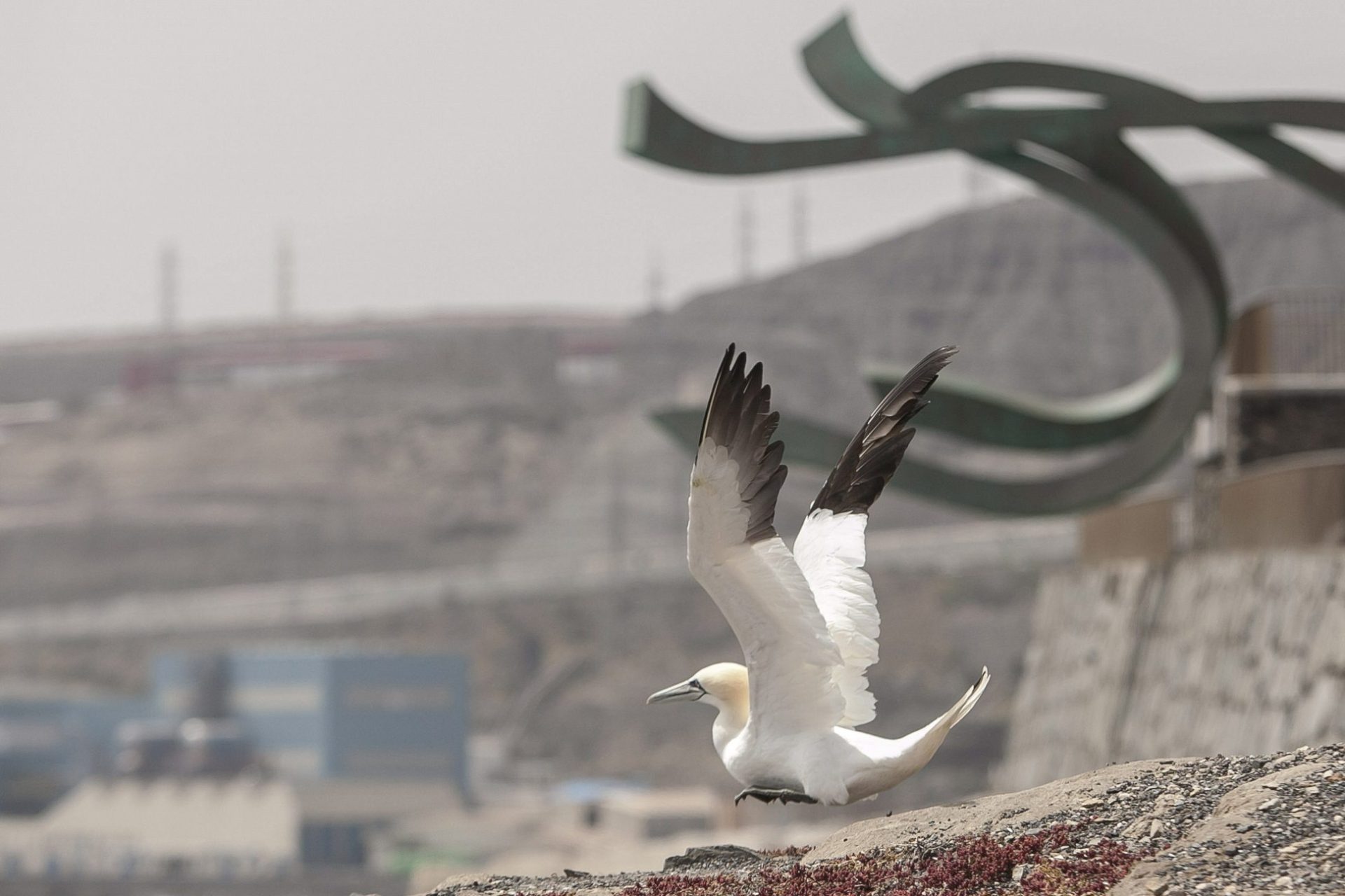 Momento en el que el alcatraz rehabilitado alza el vuelo. EFE/Ángel Medina G.