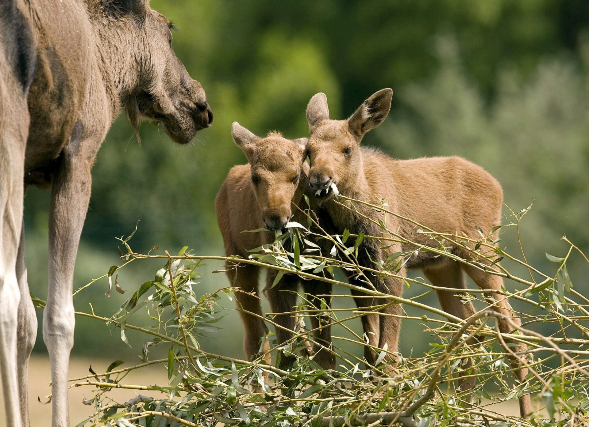 crías de alce con su madre