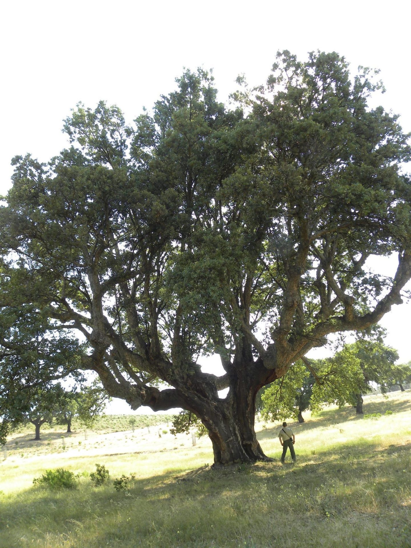 El Grueso, declarado árbol singular de Extremadura,  tiene una edad estimada de unos 350 años, su tronco tiene un perímetro de 1,30 a 6,48 metros.