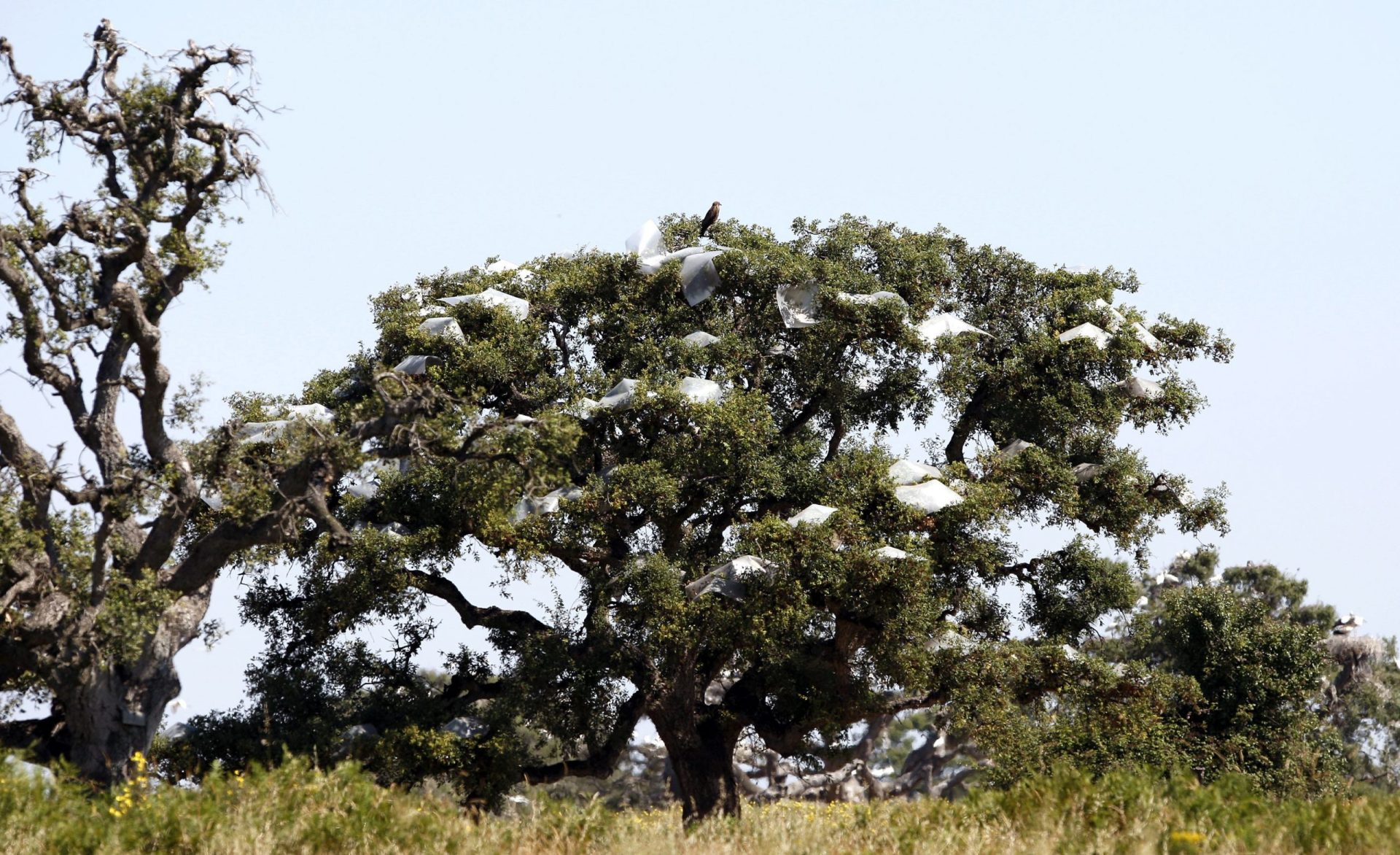 Vista de uno de los alcornoques del siglo XVI que forma parte de la Pajarera de Doñana, afectado por el deterioro que causan el exceso de nidos y la corrosión de las deyecciones de las aves que nidifican en estos árboles.
