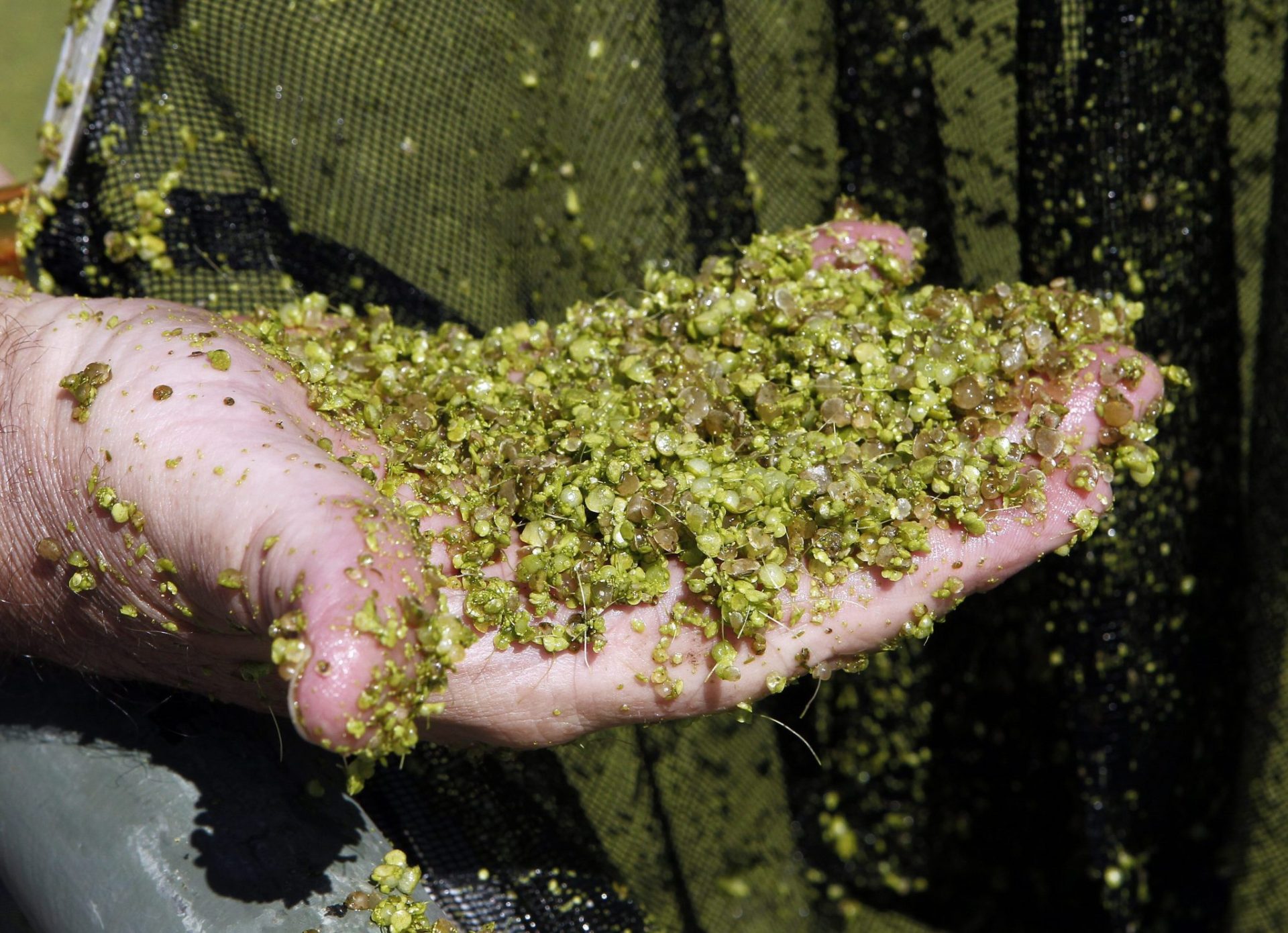 Australia Investiga un alga australiana como biocombustible para aviones.