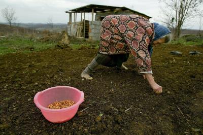 Una mujer serbia planta semillas en su huerta