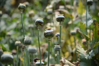 La ONUDD también se refiere al excesivo consumo de agua para el cultivo de la amapola de la que se saca luego el opio y la heroína. 