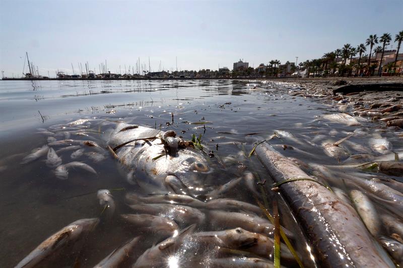 Aparecen peces muertos en playas del Mar Menor, en la zona de Villananitos y La Puntica, San Pedro del Pinatar, (Murcia), posiblemente por los efectos de la gota fría de hace un mes. EFE/Marcial Guillén