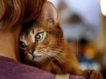 Un gato descansa en brazos de su dueña antes de un concurso de belleza felina.