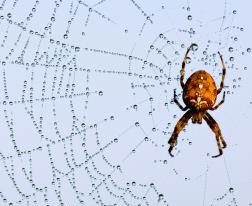 Ejemplar de araña de la cruz (Araneus diadematus) teje su tela de araña en un jardín de Briesen (Alemania). Cada mañana pequeñas gotas de rocío se quedan adheridas a su tela.