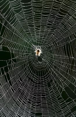 Una araña es fotografiada en un jardín.