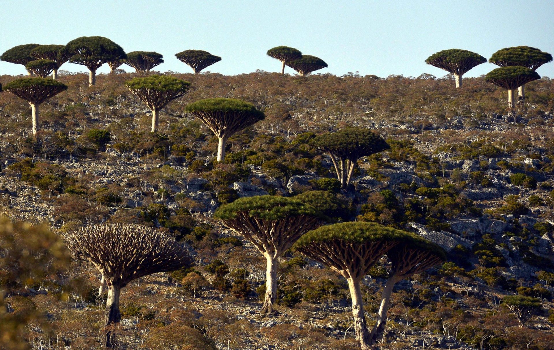 Árboles de sangre de dragón en la isla de Socotra (Yemen).