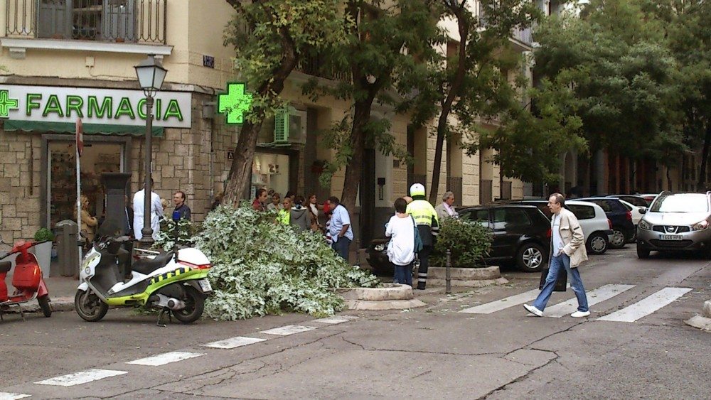 Una rama de grandes dimensiones caída en Madrid en 2014. EFE/Gregorio del Rosario
