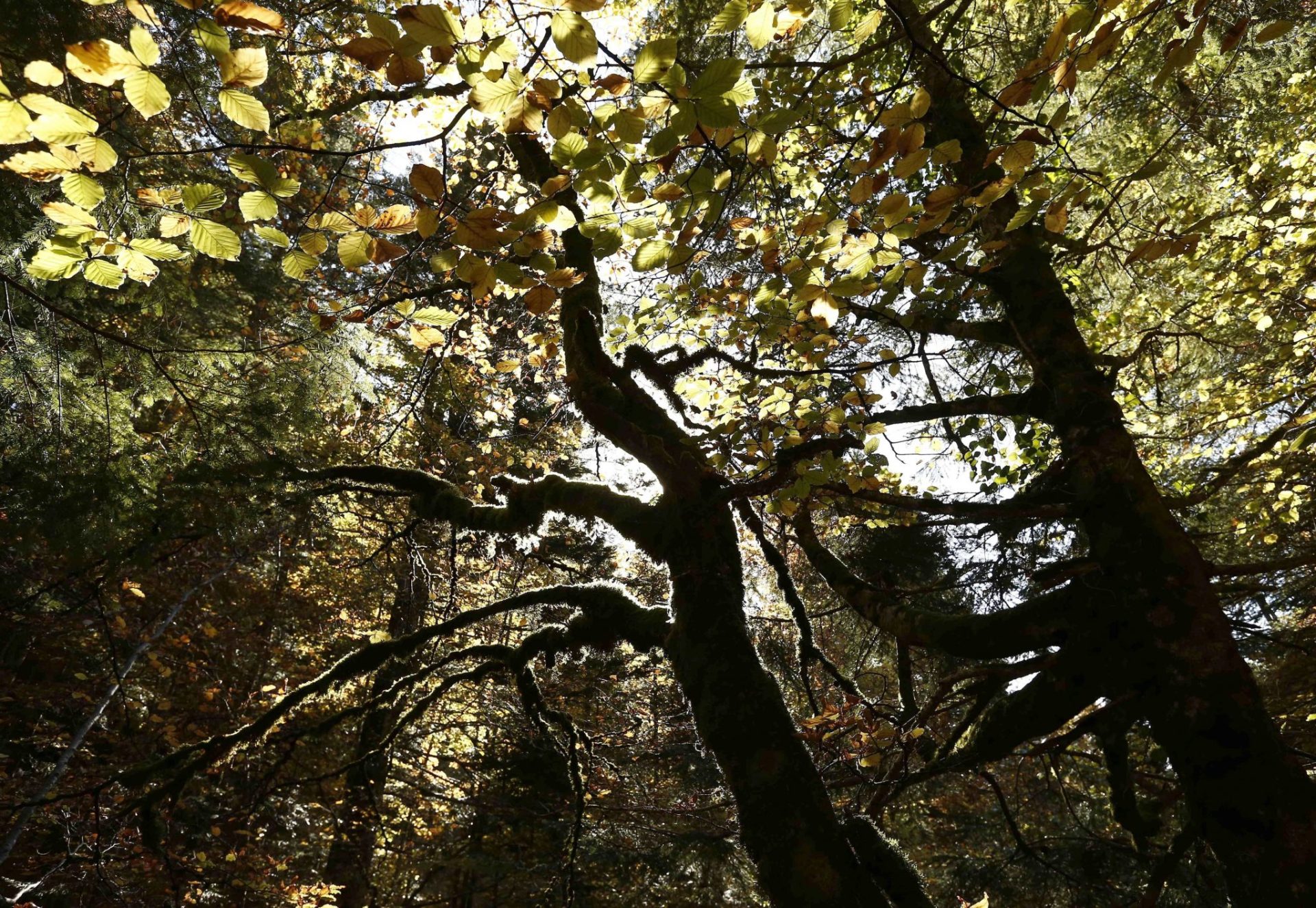 Árboles en los montes del valle de Salazar (Navarra).