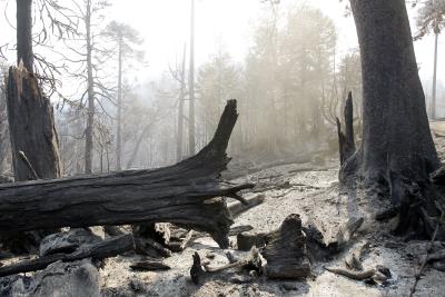 Paisaje desolador tras un incendio forestal.