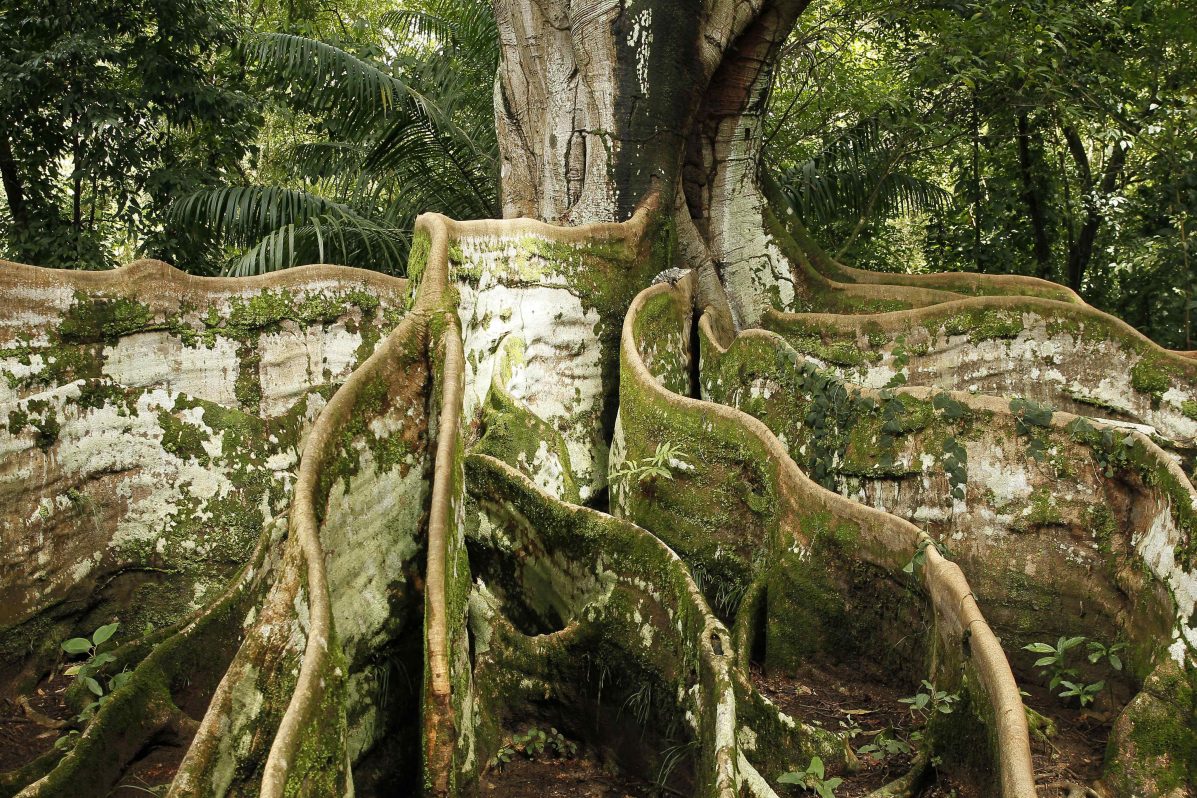 árbol raíces
