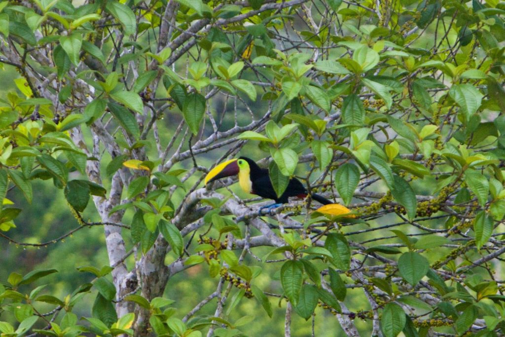 Tucán en la Reserva Biológica Indio-Maíz, departamento de Río San Juan.