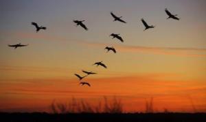 Una bandada de grullas (Grus grus) sobrevuela la estepa húngara de Hortobagy, donde se encuentra el parque natural que atrae al mayor número de grullas migratorias en Europa, a 200 km al este de Budapest, en una foto de archivo.
