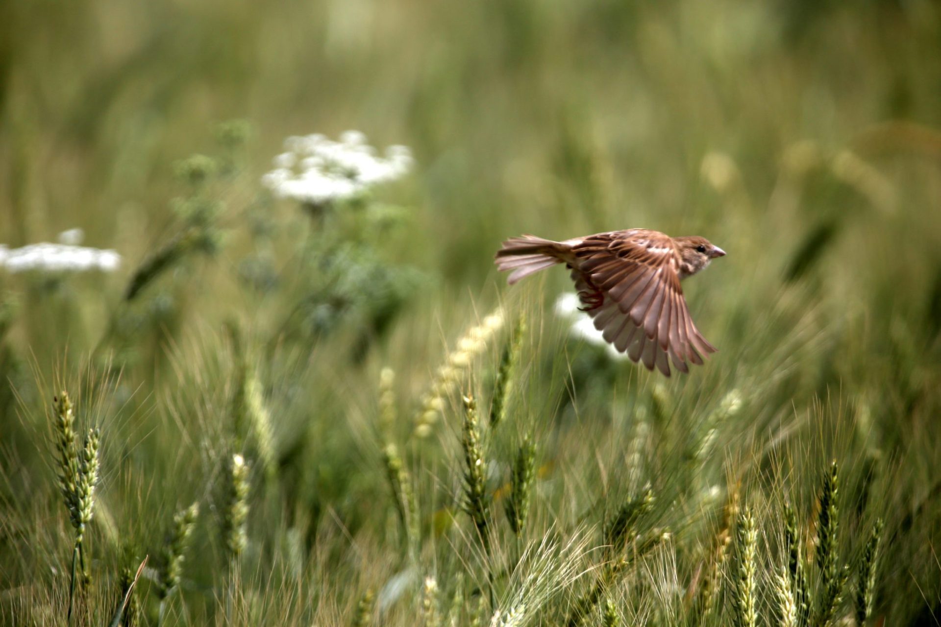 aves en el campo