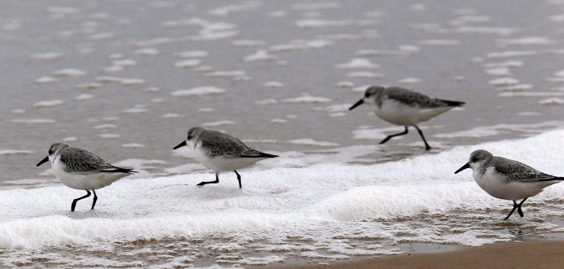 El correlimos común, en peligro por el acortamiento de su pico.