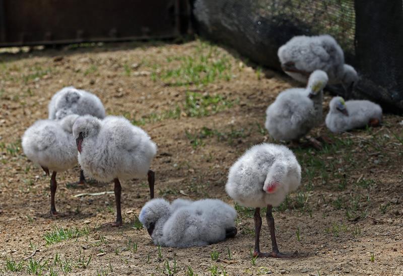 Ocho polluelos nacidos de huevos rescatados de su venta ilegal. 