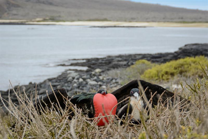 Pareja de fragatas en el Parque Nacional Galápagos. 