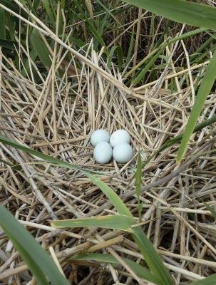 Nido con cuatro huevos de garza imperial en el parque Nacional de las Tablas de Daimiel. 