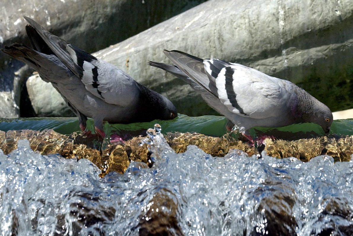 Los pájaros que viven en ciudades están menos evolucionados que los rurales